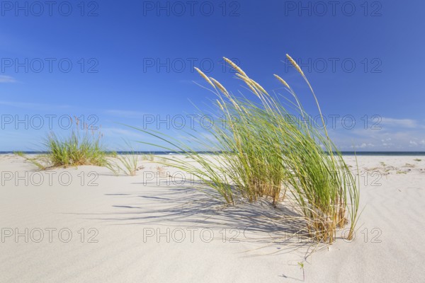 Marram grass, European beachgrass (Calamagrostis arenaria, Ammophila arenaria) in the dunes along