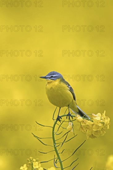 Blue-headed wagtail (Motacilla flava flava) male perched in yellow rape field, rapefield flowering