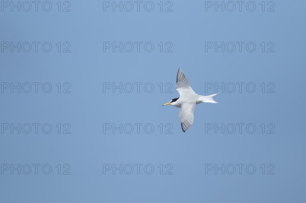 Little tern (Sternula albifrons) adult bird flying in the summer, England, United Kingdom, Europe