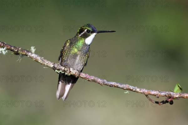 White-throated Mountain-gem (Lampornis castaneoventris) on a branch, Costa Rica, Central America