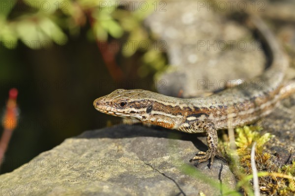 Wall lizard (Podarcis muralis), European wall lizard, in a vineyard, portrait, reptiles, animals,