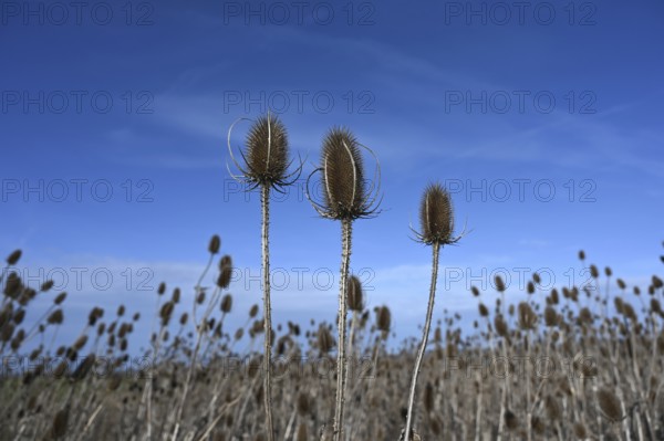 Field with Wild teasels (Dipsacus fullonum), blue sky, Bavaria, Germany, Europe