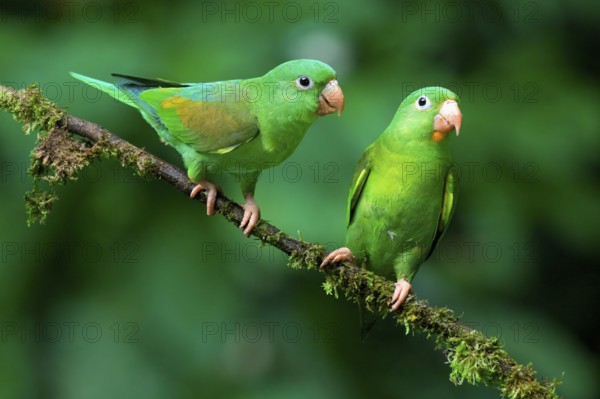 Two Orange-chinned Parakeets (Brotogeris jugularis) sitting on a branch, Costa Rica, Central