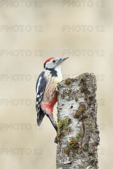 Middle spotted woodpecker (Dendrocopos medius) foraging on the trunk of a grey birch (Betula