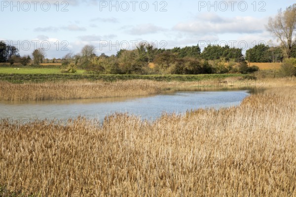 Reedbeds and drainage channel at high tide, near Shingle Street, Suffolk, England, UK