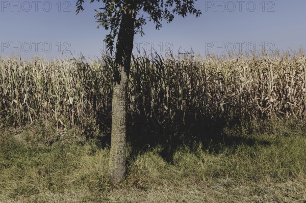 Dried corn, photographed in Bad Dürrenberg, 28/08/2024