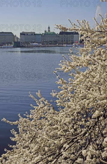 Hamburg, Alster, Frühling, Japanische Blütenkirsche
