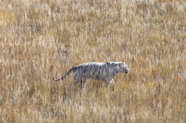 Keenesburg, Colorado, A white tiger at the Wild Animal Sanctuary, a nonprofit that rescues animals