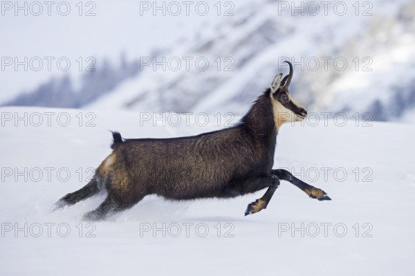 Alpine chamois (Rupicapra rupicapra) female in dark winter coat running down snow covered mountain