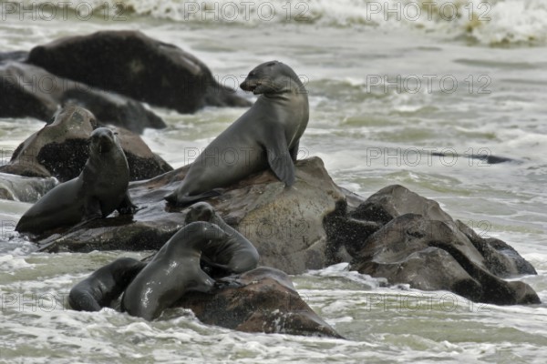 Brown fur seal (Arctocephalus pusillus pusillus) on rocks in Cape fur seal colony, Cape Cross,