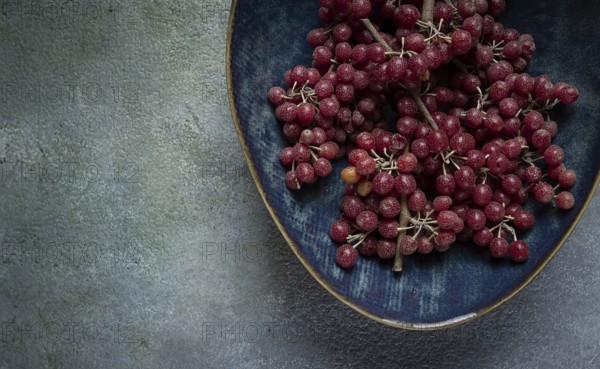 Shtoshi berry, Shepherd's pie, a hybrid of sea buckthorn and barberry, top view, no people