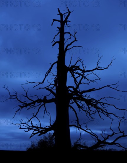 Eerie silhouette of dead sweet chestnut tree at Château d'Hougoumont, battle scarred during 1815