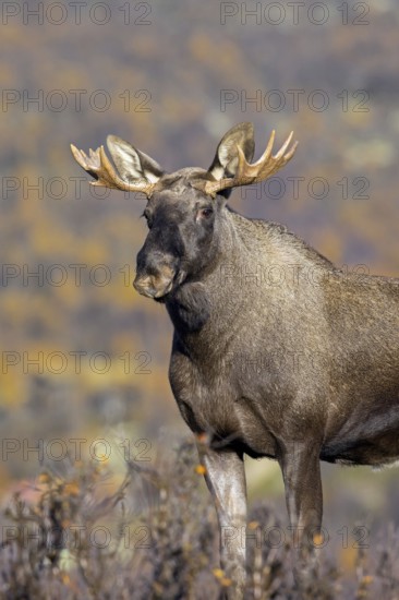 Moose, elk (Alces alces), young bull, male with small antlers foraging on the tundra in autumn,