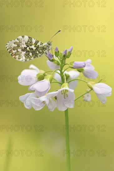 Orange tip (Anthocharis cardamines), male on inflorescence of cuckoo flower (Cardamine pratensis),