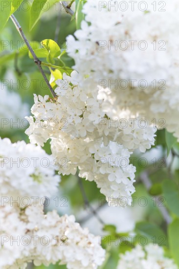 Blooming lilac in the botanical garden in spring