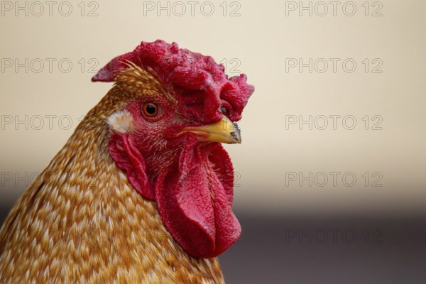 Close-up of a cockerel