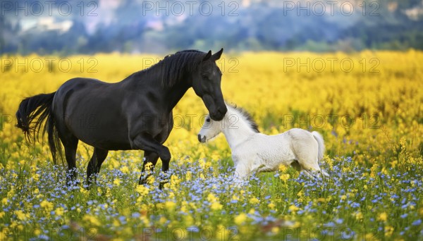 A black stallion and a foal, studio, AI generated