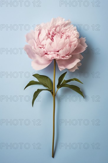 Single pink peony flower on blue background. KI generiert, generiert AI generated