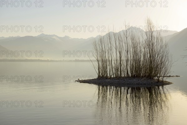 Small Island with Bare Trees on Alpine Lake Maggiore with Mountain and Sunlight in Locarno, Ticino,