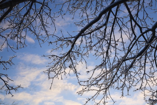 Close-up of overhanging silhouetted deciduous tree branches covered with ice against a blue sky