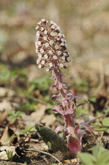 Butterbur (Petasites hybridus), inflorescence, North Rhine-Westphalia, Germany, Europe