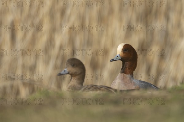 Eurasian wigeon duck (Mareca penelope) adult male and female birds on grassland, England, United