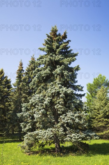 Picea pungens 'Bakeri', Colorado Spruce tree in spring, Montreal, Botanical Garden, Quebec, Canada,