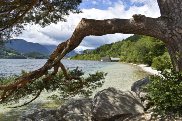 Pine tree on the shore of Lake Grundlsee, Salzkammergut, Styria, Austria, Europe