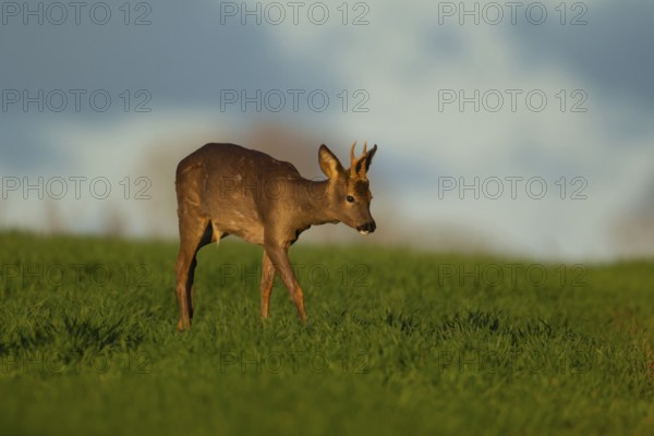 Roe deer (Capreolus capreolus) adult male buck walking through a springtime cereal crop, Suffolk,