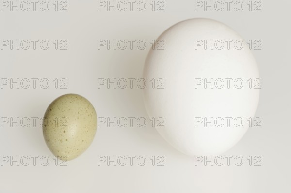 Chinese dwarf quail (Synoicus chinensis, Coturnix chinensis), egg and hen's egg, domestic chicken