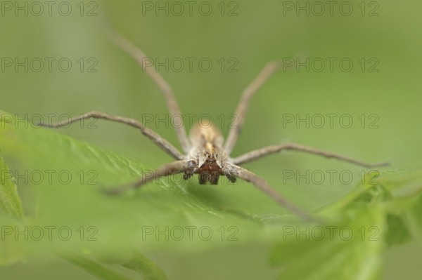 Nursery web spider (Pisaura mirabilis), female, North Rhine-Westphalia, Germany, Europe