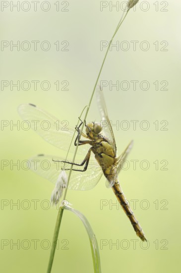 Black-tailed skimmer (Orthetrum cancellatum), female, North Rhine-Westphalia, Germany, Europe