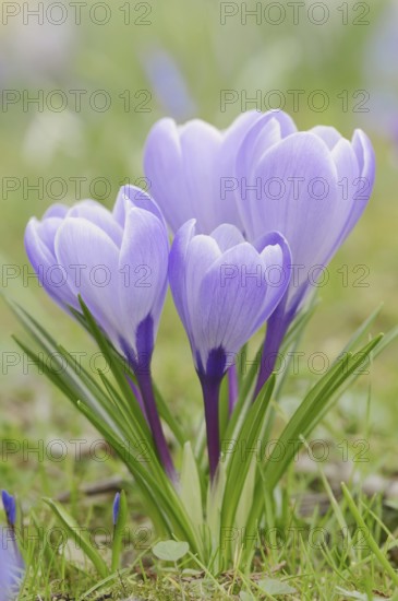 Crocuses (Crocus spec.) in bloom in spring, North Rhine-Westphalia, Germany, Europe