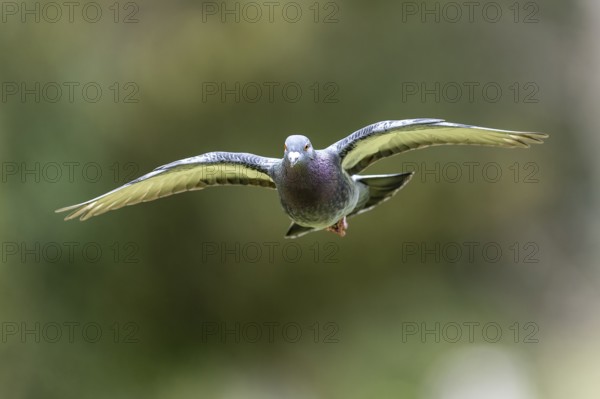 City dove (Columba livia forma domestica) in flight, wildlife, Germany, Europe