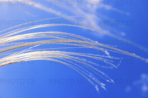 Feather grass (Stipa pennata) sways in the wind against a blue sunny sky