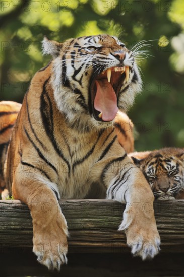 Sumatran tiger (Panthera tigris sumatrae), yawning female with young, captive, occurring on