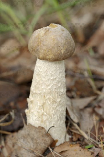 Wooly-stemmed grouse mushroom or grey-brown birch mushroom (Leccinum cyaneobasileucum, Leccinum