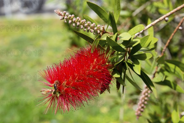 Close-up of a bright red bottlebrush flower with green leaves in the background, crimson