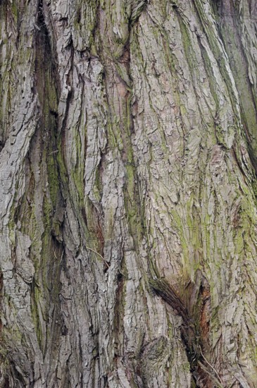 Giant sequoia (Sequoiadendron giganteum), bark, ornamental tree, North Rhine-Westphalia, Germany,