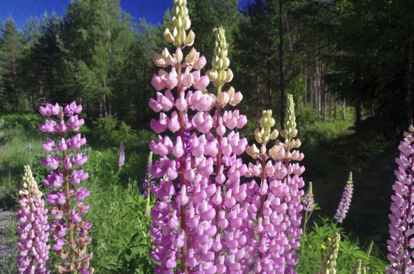 Lupins in full bloom under a blue sky, surrounded by a green forest in a sunny atmosphere,