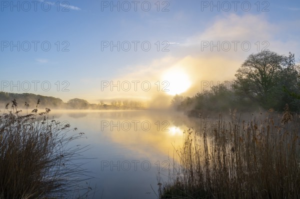 Pond landscape at sunrise, morning mist, reeds, reed (Phragmites australis), blue sky, Thuringia,