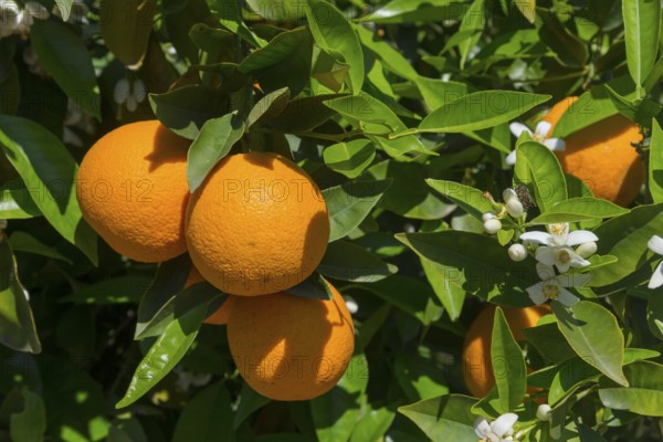 Group of oranges and white blossoms in sunlight on green leaves, orange trees near Skala, Laconia,