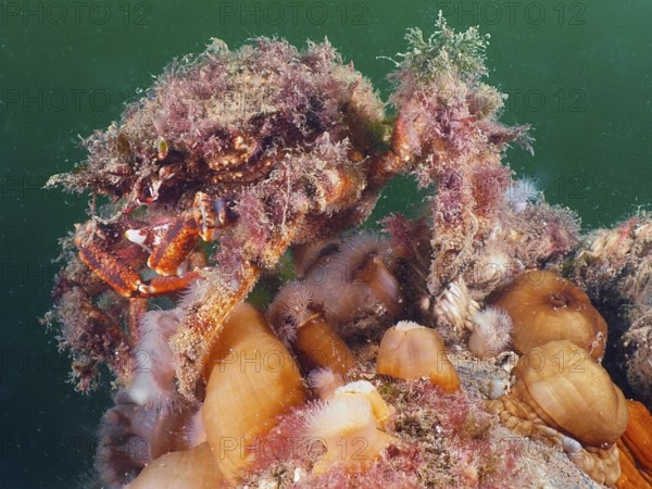 A spider crab (Maja squinado) covered with algae, moving on a reef with clonal plumose anemones