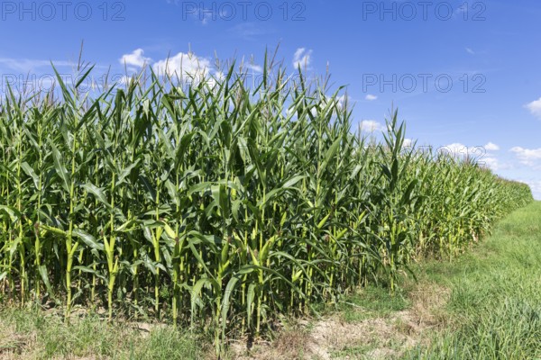 Symbolic image, renewable energies, maize plants, biogas plant, feed maize, maize cobs, clouds,