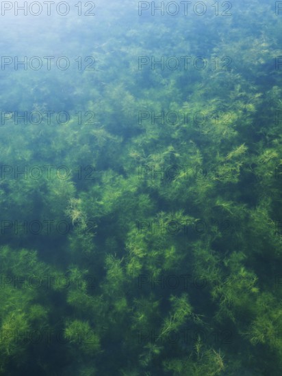 Water plants in the Geiseltalsee, clear water, background picture, Braunsbedra, Saxony-Anhalt,
