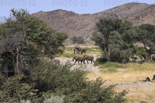 Desert elephants (Loxodonta africana) in the Huab dry river, Damaraland, Kunene region, Namibia,