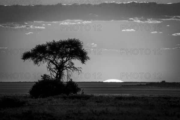 B&W sunrise landscape photo with a single tree silhouette standing in front of the Etosha salt pan.