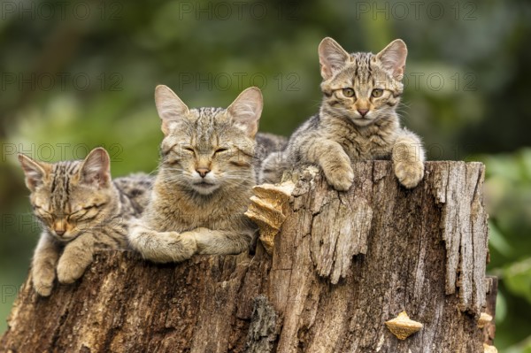 An attentive cat and two sleeping cats on a tree trunk, forest and tranquillity, wildcat (Felis