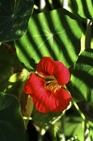 Flowering nasturtium, August, Germany, Europe