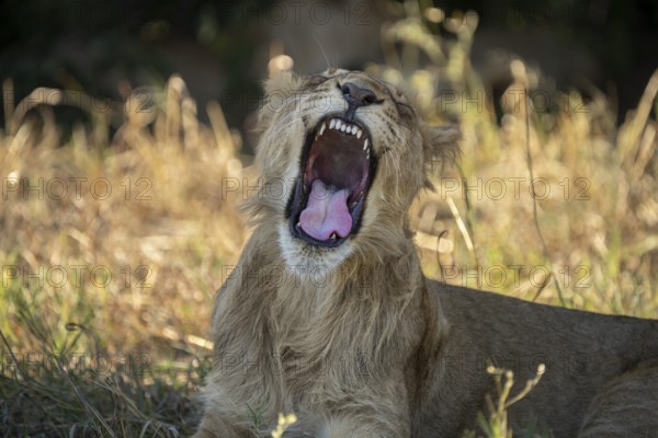 Lion cub (Panthera leo), yawning with the mouth wide open, showcasing it's teeth, Savuti, Chobe